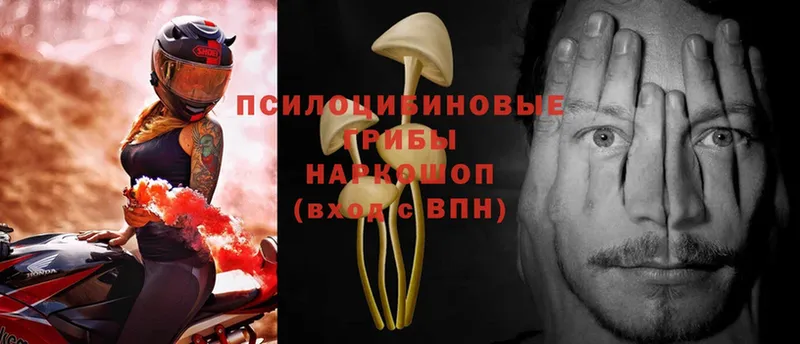 купить наркоту  Боровск  Псилоцибиновые грибы Magic Shrooms 